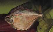 Brachychalcinus orbicularis Tekenschijf