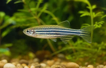 Brachydanio rerio
