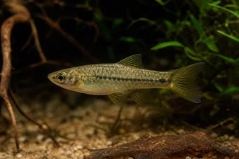 Brachyrhaphis roseni (Brachyrhaphis Roseni)