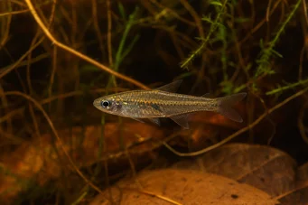 Brittanichthys sp (Luminescerende streepjes tetra)