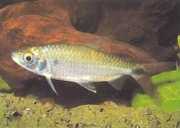 Brycinus affinis Brycinus rode pluim