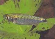 Brycinus brevis Kleine brycinus