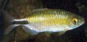 Brycinus longipinnis Characin met lange vinnen