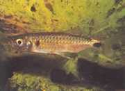 Brycinus macrolepidotus Tetra met echte schalen