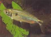 Brycinus schoutedeni Brycinus met grote schalen