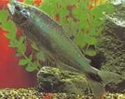 Brycon cephalus Zuid -Amerikaanse forel