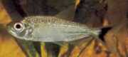 Brycon falcatus Brycon faucille