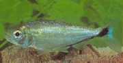 Brycon melanopterus Brycon met zwarte vinnen