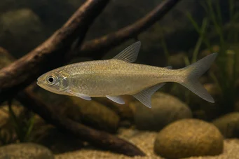 Bryconaethiops boulengeri (Tetra -uitroeppunt)