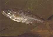 Bryconaethiops macrops Tetra grote gemaskerde ogen
