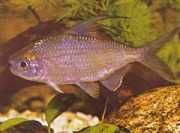 Bryconaethiops microstoma Kleine mondtetrament