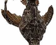 Bunocephalus kneri Banjo -vissen