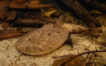 Bunocephalus kneri (Banjo -vissen)