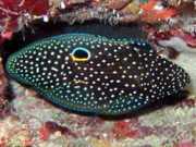 Calloplesiops altivelis Komeet