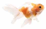 Carassius auratus perle Parel