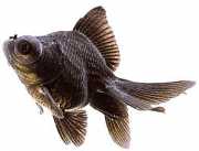 Carassius auratus telesc... Telescoop