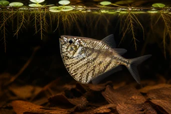 Carnegiella strigata strigata (Gemarmerd)