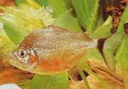 Catoprion mento Piranha mento, Big Head ...