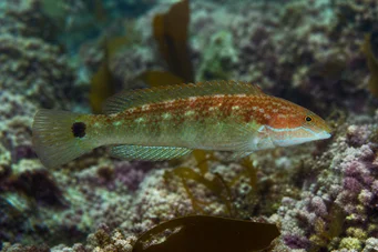 Centrolabus melops (Gemeenschappelijk crenilabre)