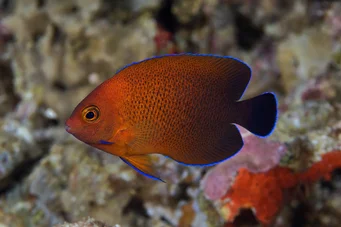 Centropyge ferrugatus (Roest dwerg engel)