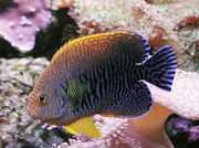 Centropyge potteri Rode Zee Angel