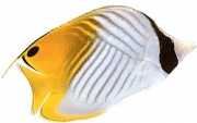 Chaetodon auriga Chétodon -schaar