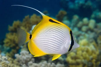 Chaetodon auriga