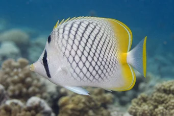 Chaetodon decussatus (Chétodon valse vagabond)
