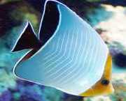 Chaetodon larvatus Gemaskerde papillon vis