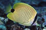 Chaetodon miliaris Lemon -bekroek
