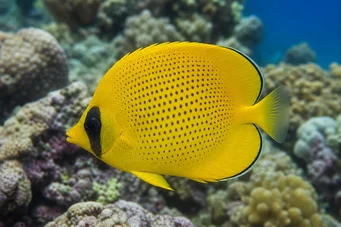 Chaetodon miliaris (Lemon -bekroek)
