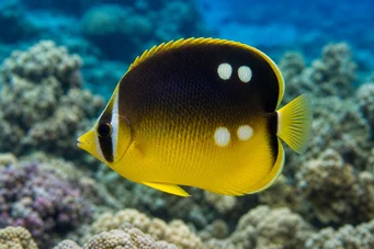 Chaetodon quadrimaculatus (Vier plekken)