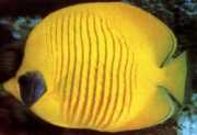 Chaetodon semilarvatus Visvissen