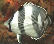 Chaetodon striatus Zebra of gekruist