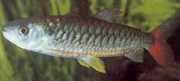 Chalceus erythrurus Chalceus met gele vinnen