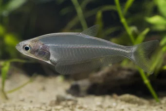 Chanda ranga (Glazenvis)