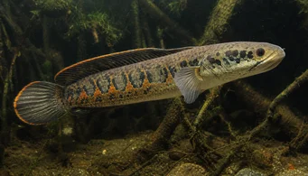 Channa micropeltes (Slangkop)