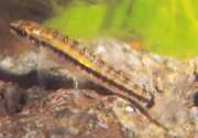Characidium brevirostre Kortnosesicidium