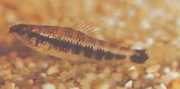 Characidium fasciatum Characidium gefascineerd