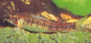 Characidium sp. C. purpu... Characidium sp. C. purpr...