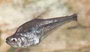 Charax gibbosus Bump Glass Tetra, Charax...