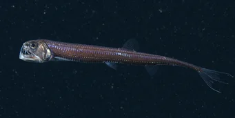 Chauliodus sloani (Marine -adder)