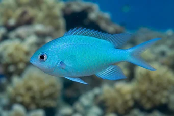Chromis caerulea (Green Chromis)