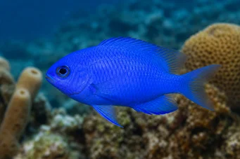 Chromis cyanea (Blauwe jongedame)
