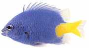 Chrysiptera parasema Blauwe dame met gele sta...