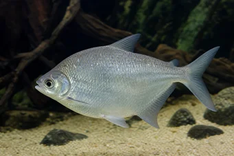 Citharinus citharus (High Back Shit)