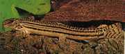 Cobitis taenia Rivier Loche