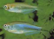 Coelurichthys microlepis Tetra Crutor met kleine ...