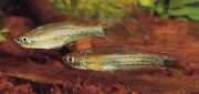 Coelurichthys tenuis Tetra Held, Tetra-Barber...
