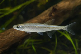 Coelurichthys tenuis (Tetra Held, Tetra-Barberos)